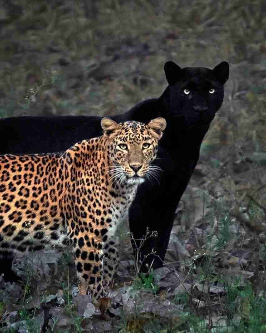 tiger reserve in dandeli anashi-tiger-reserve