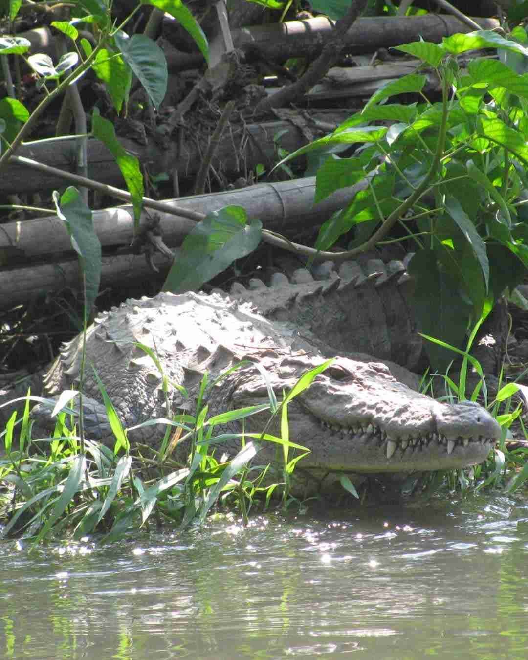 crocodile park in dandeli Dandeli Crocodile Park